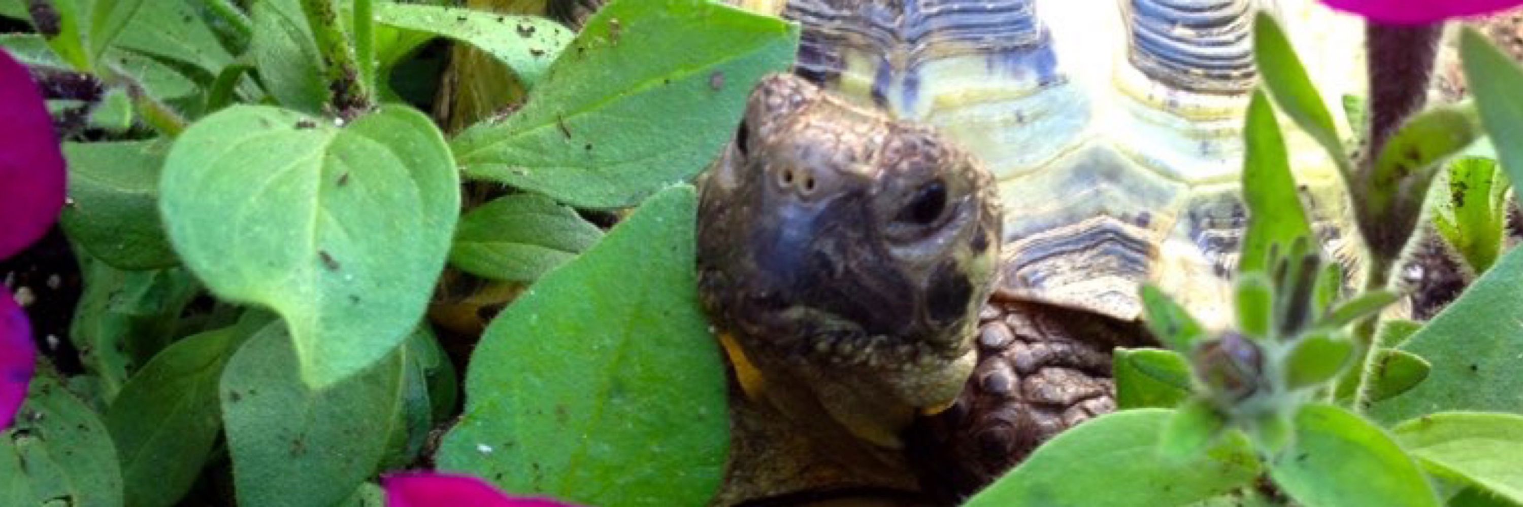 TortTime