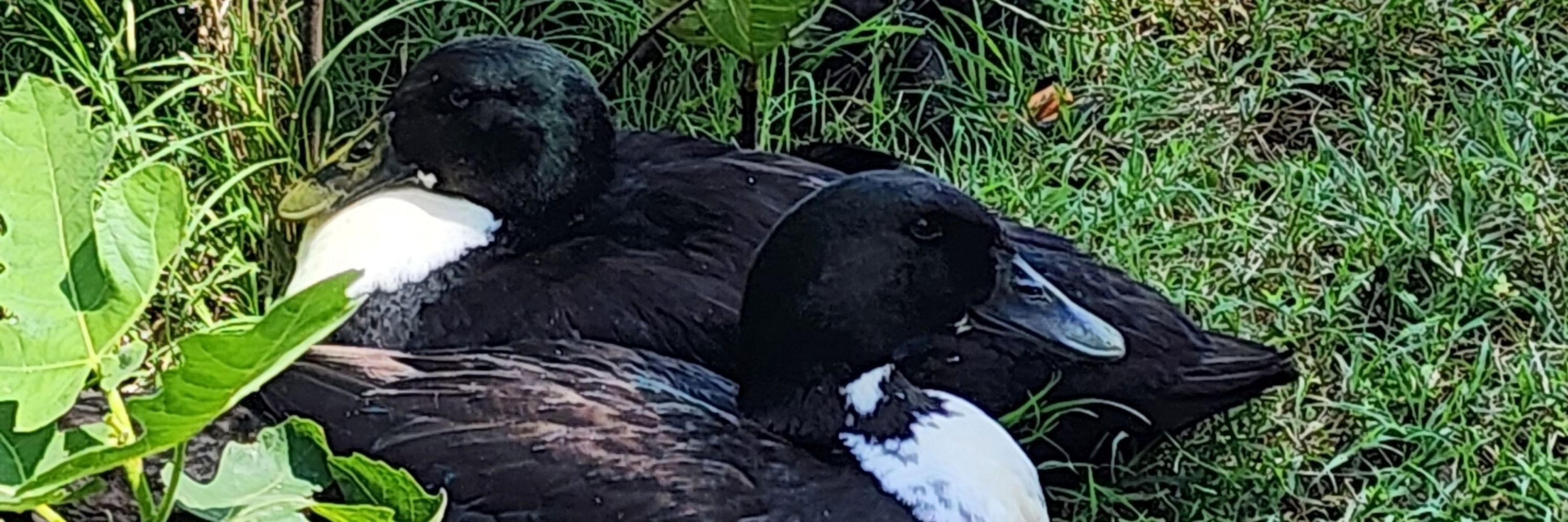 Lame Duckling