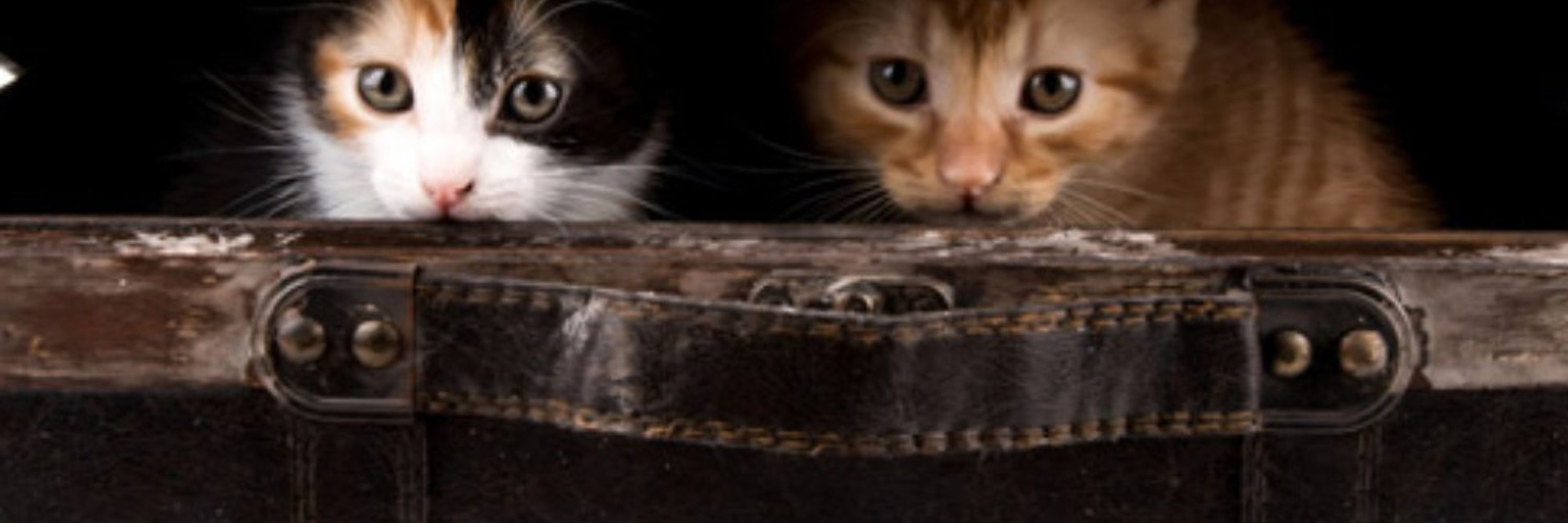 🐈️ねこみみ🐾
