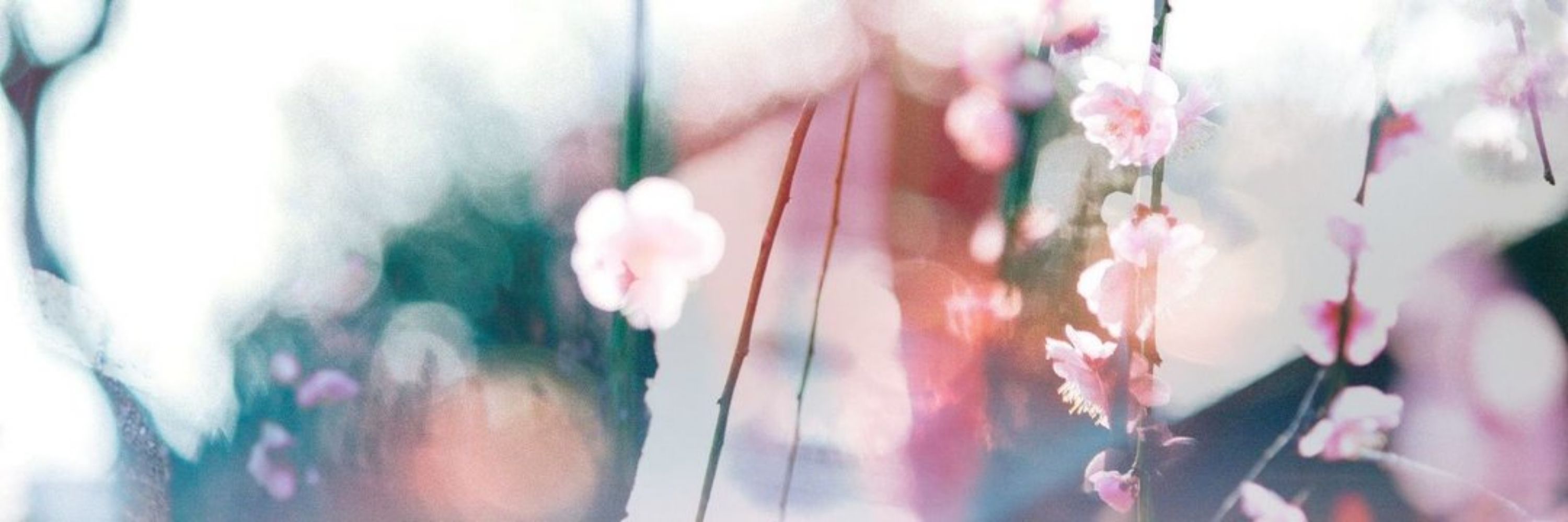 けー🌸