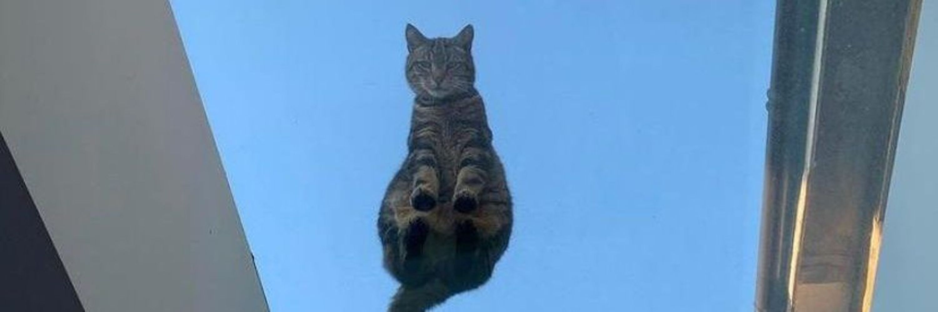 Antidepressant Cats.