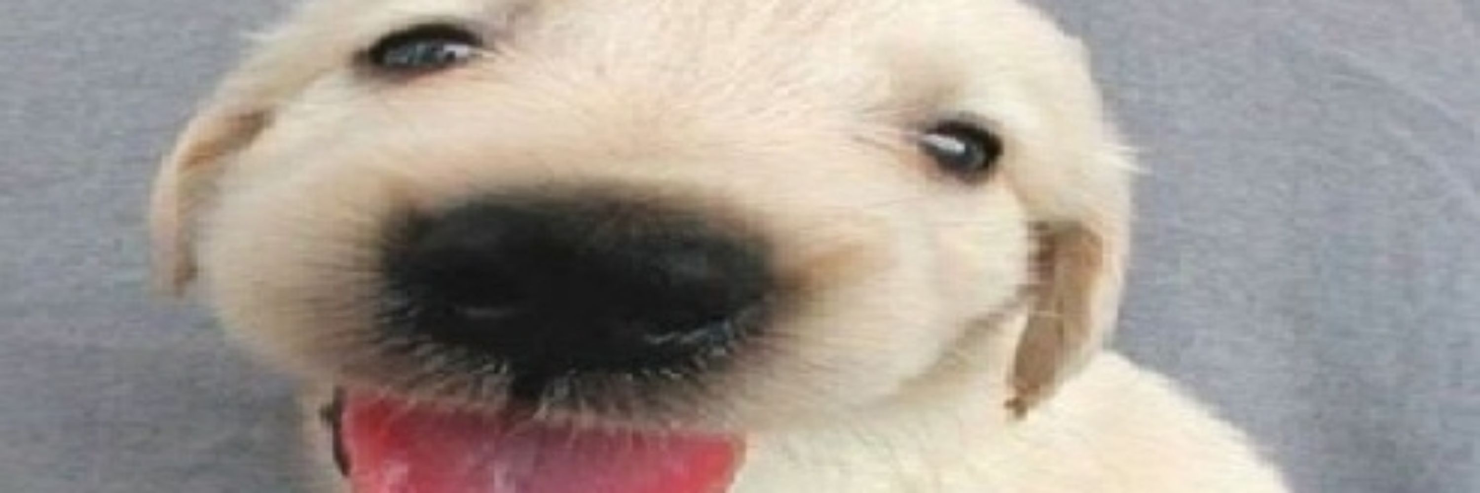 vick
