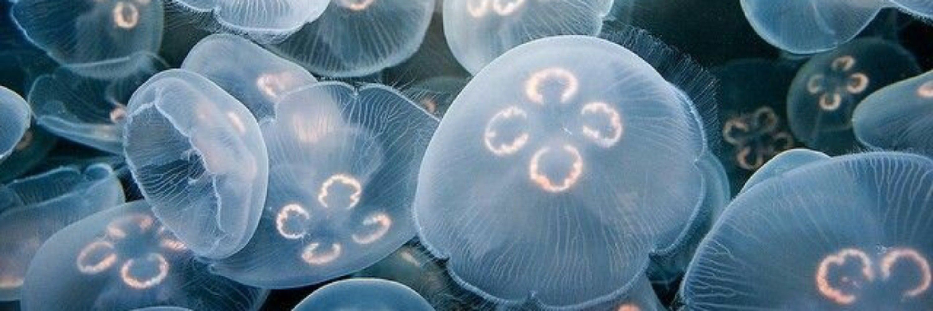 𝐿𝑢𝑎