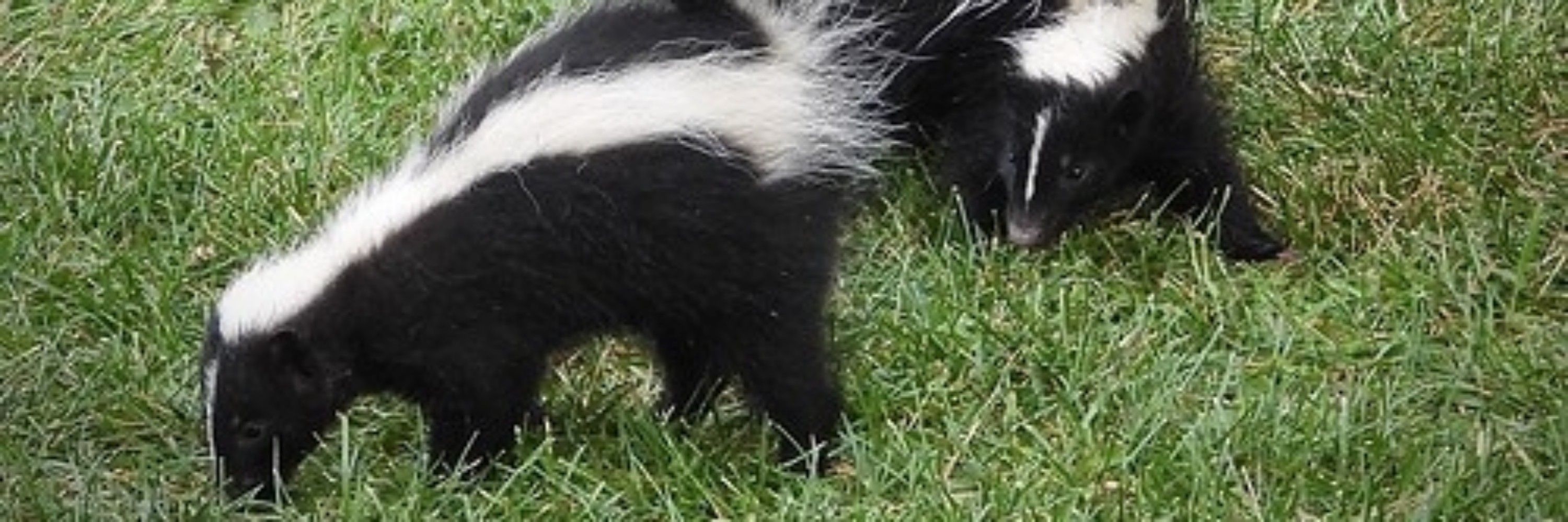 Cave Dwelling Skunkie