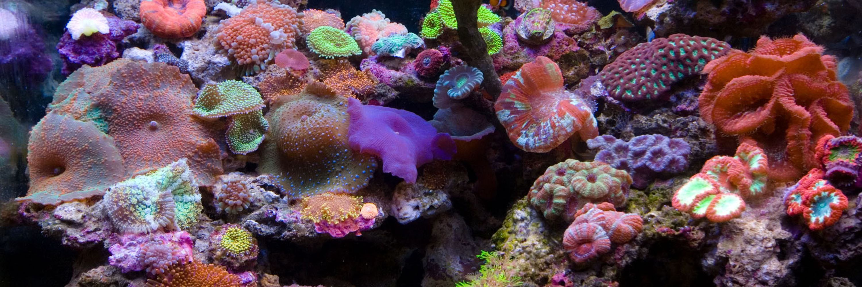 rainbowbarnacle