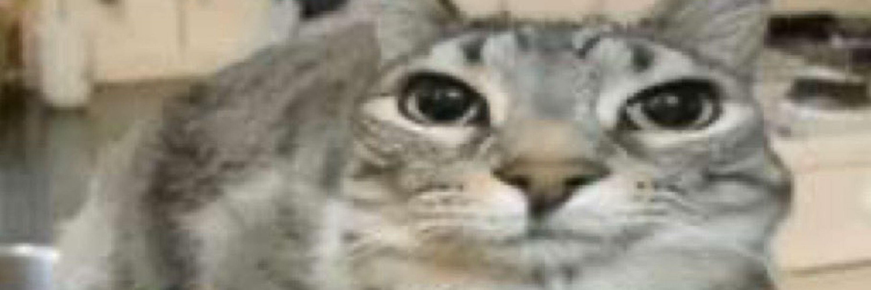 ham