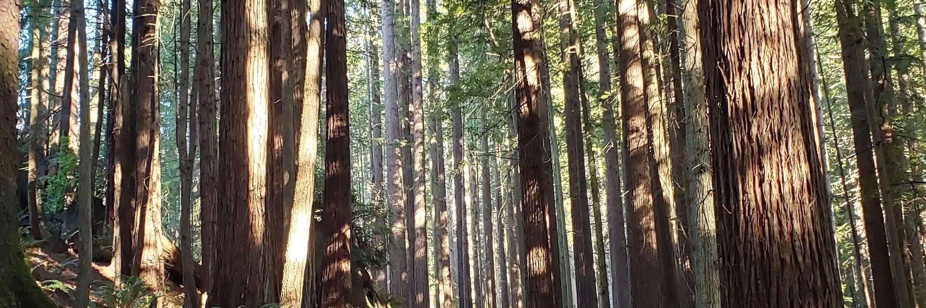 argueswithtrees