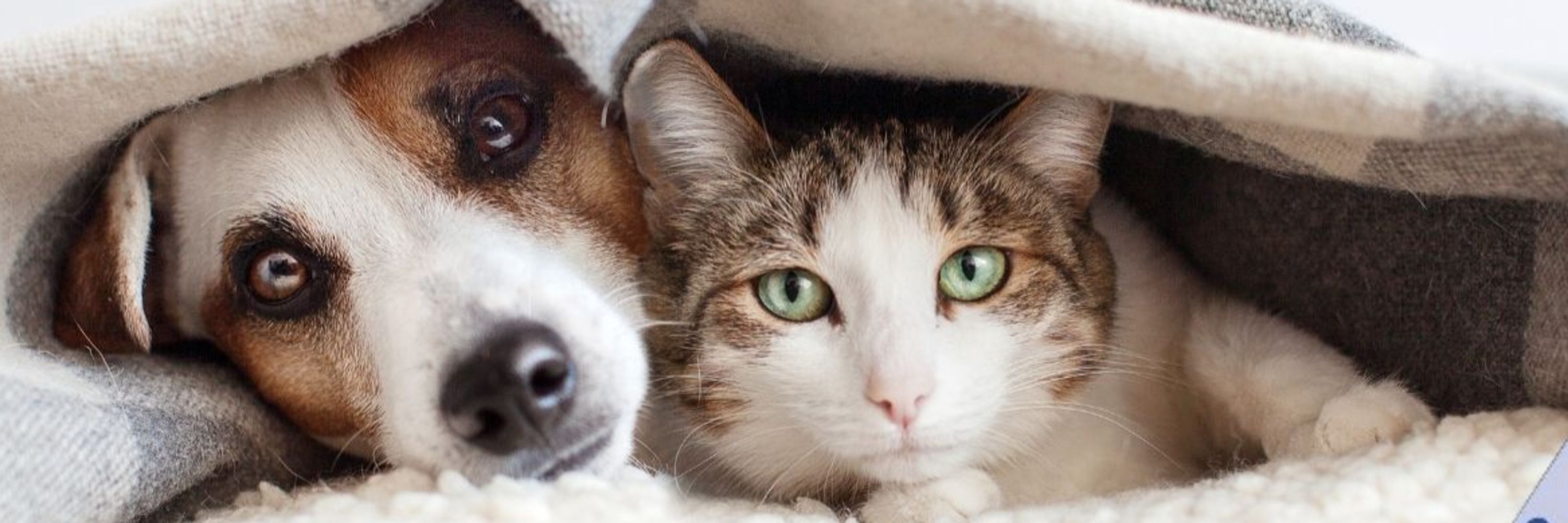 Society for Companion Animal Studies