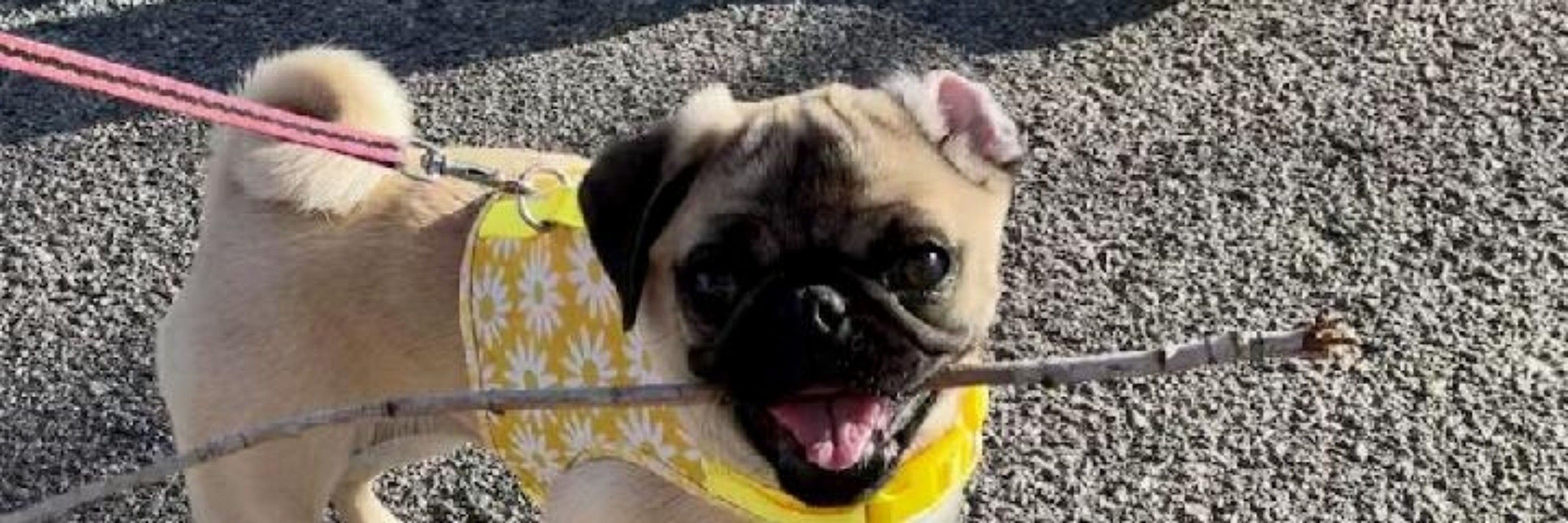 Pug at Law