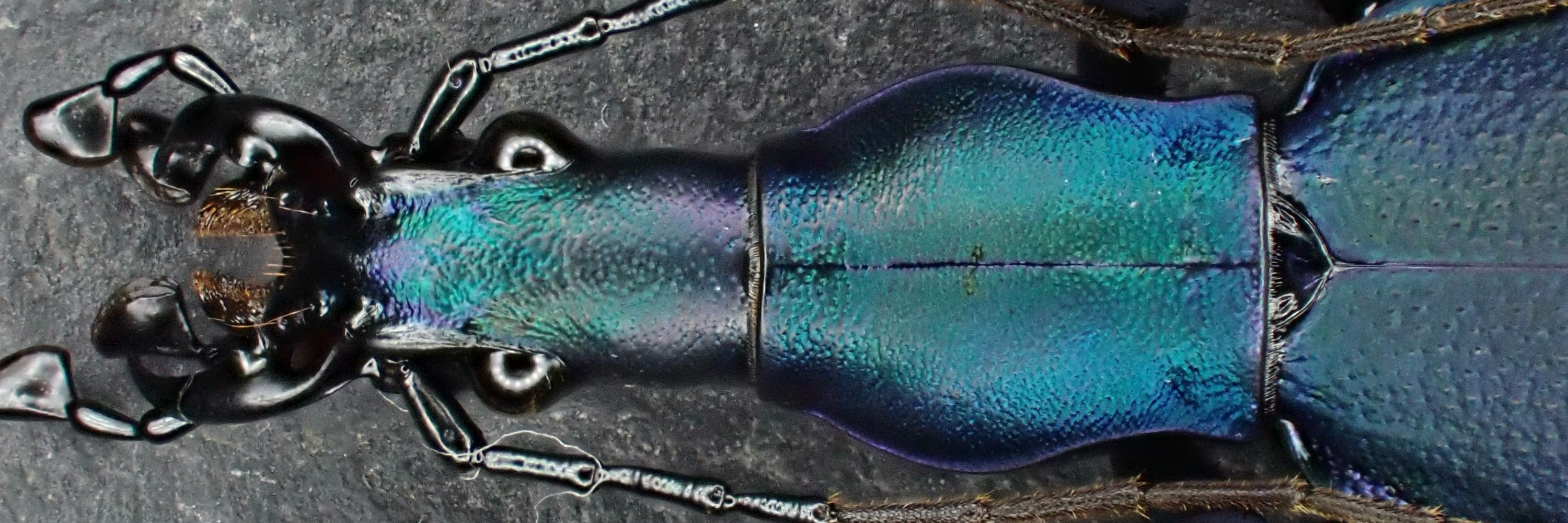 Damaster &  Carabus