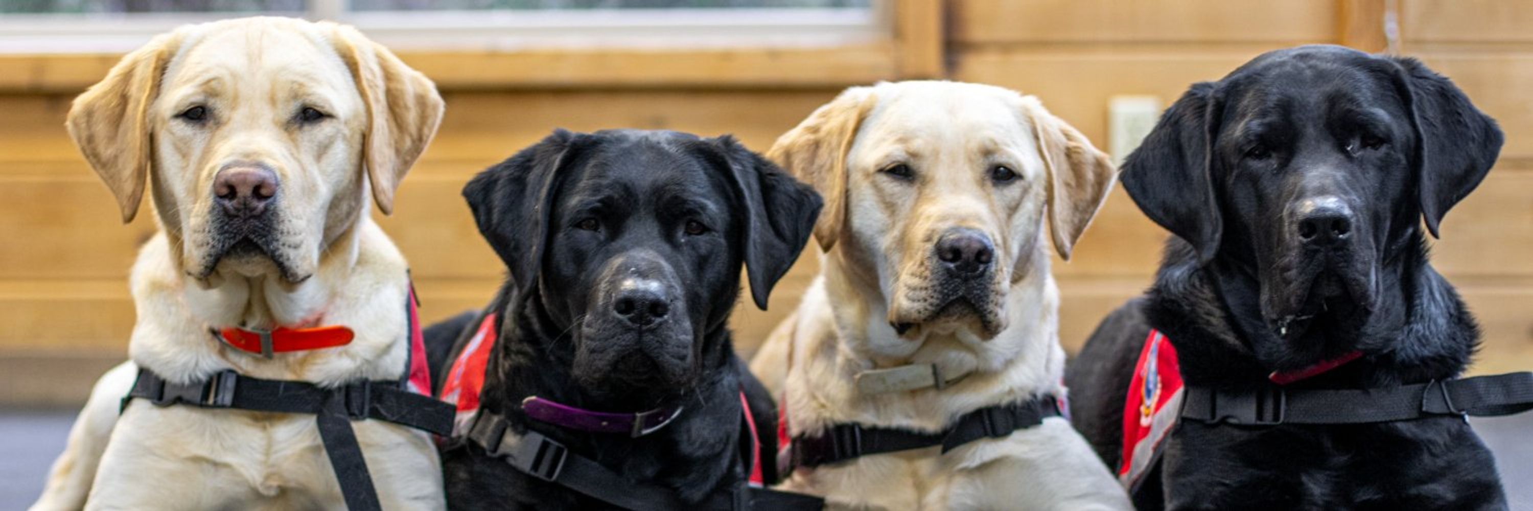 Assistance Dogs International