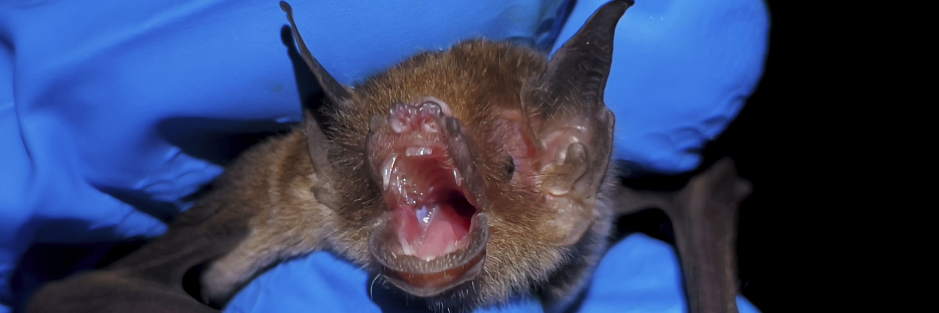 batboi🦇