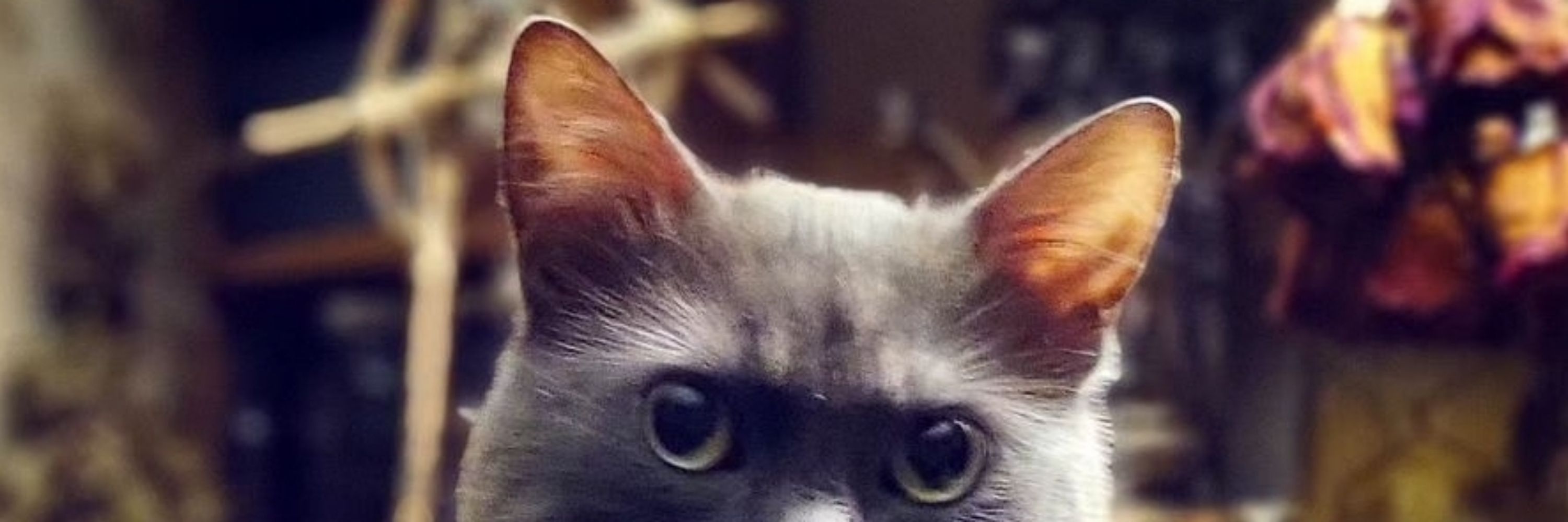 Nori's Cabinet of Curiosities