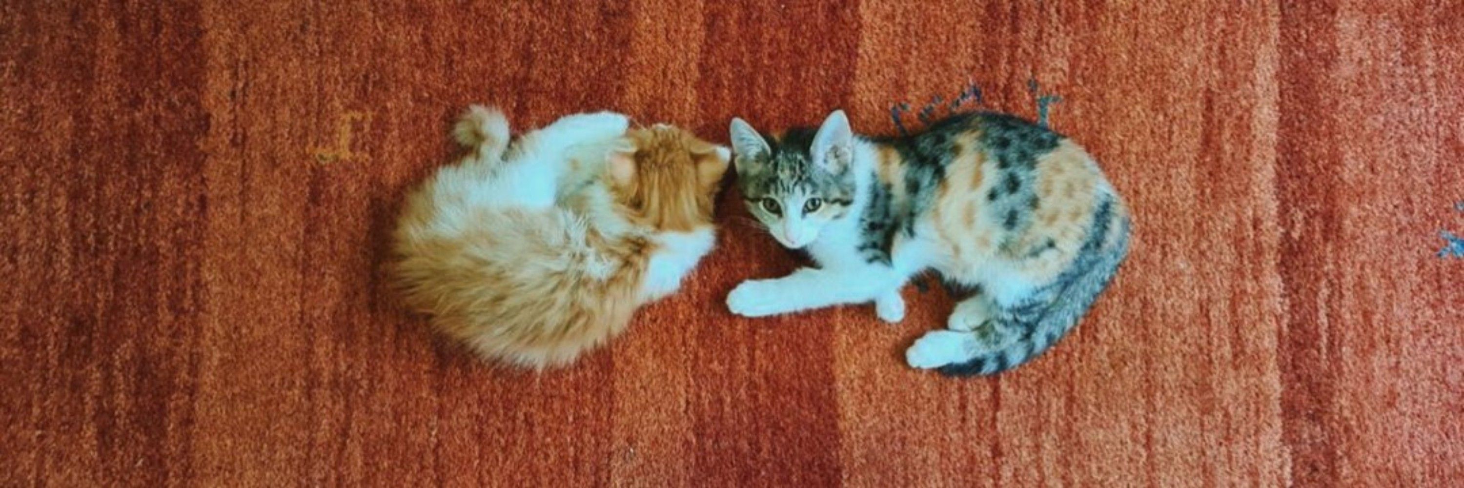 هتل نگلو 🐈