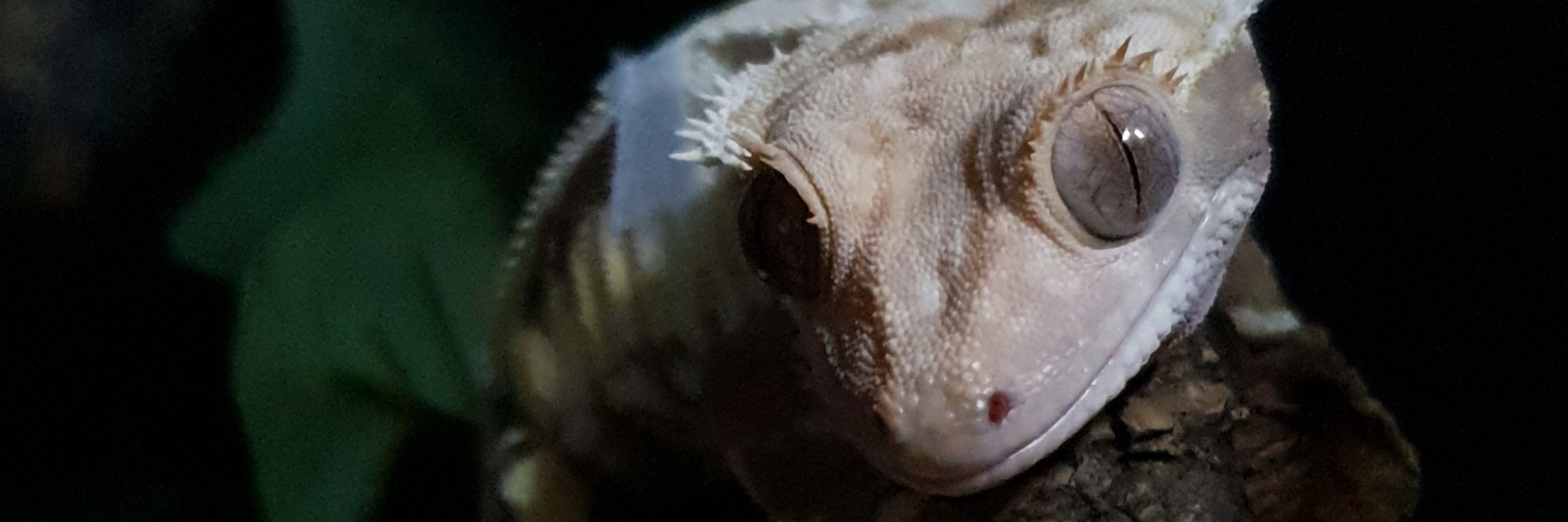 미그미🦎