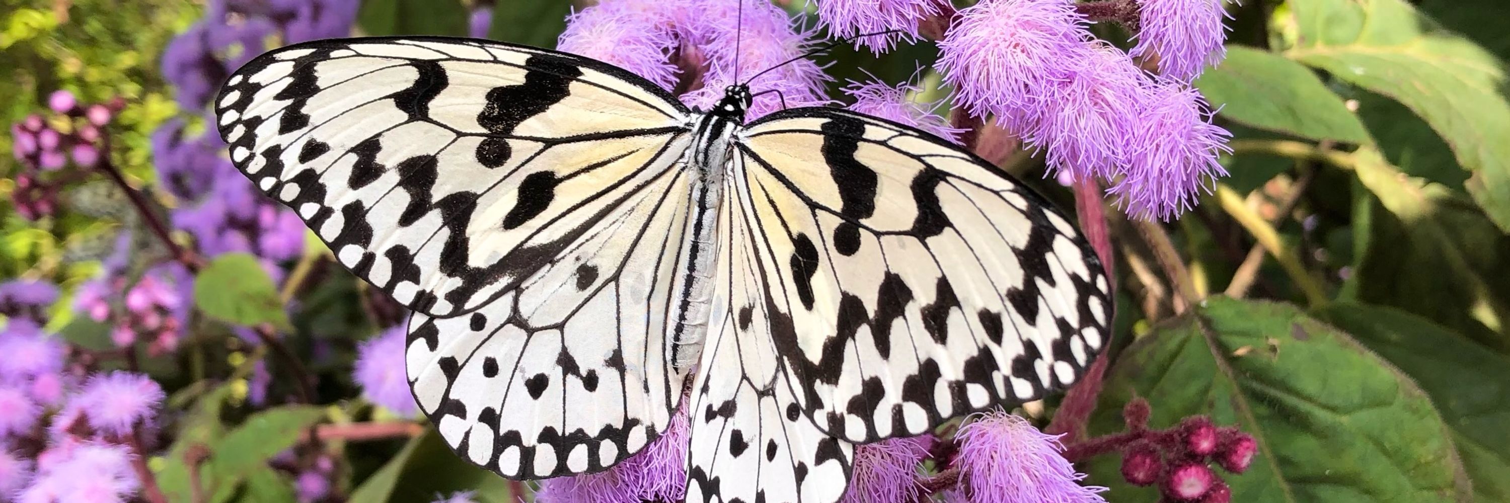 🦋chamu🦋