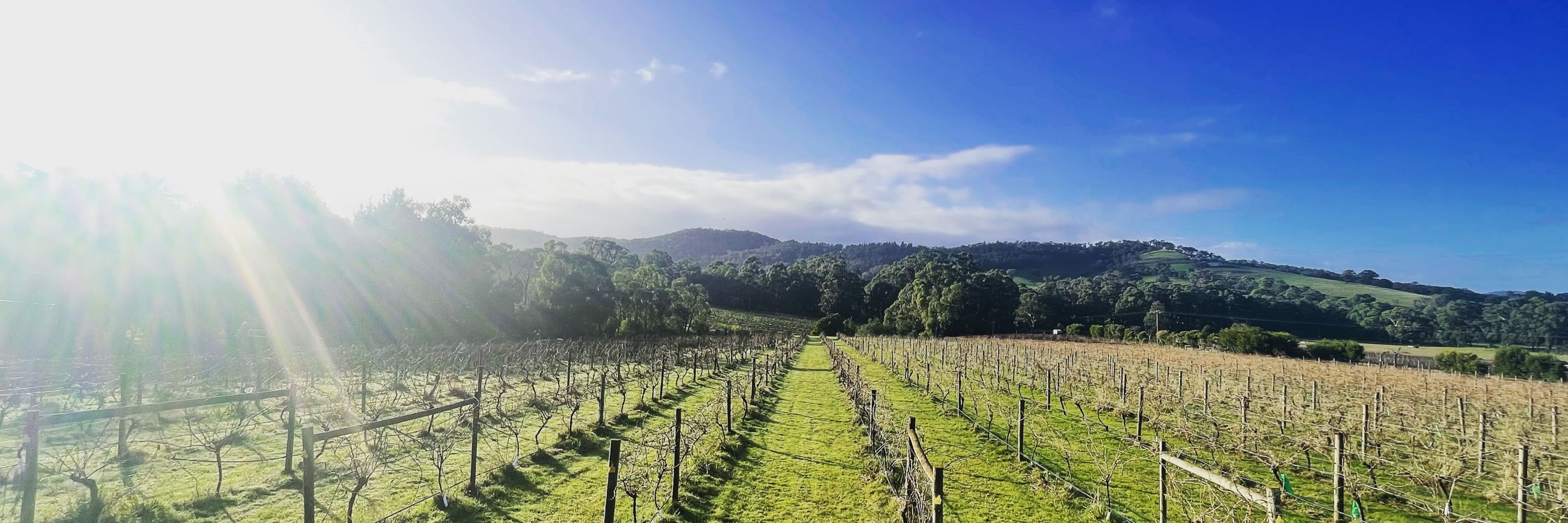 Steels Gate Wines 