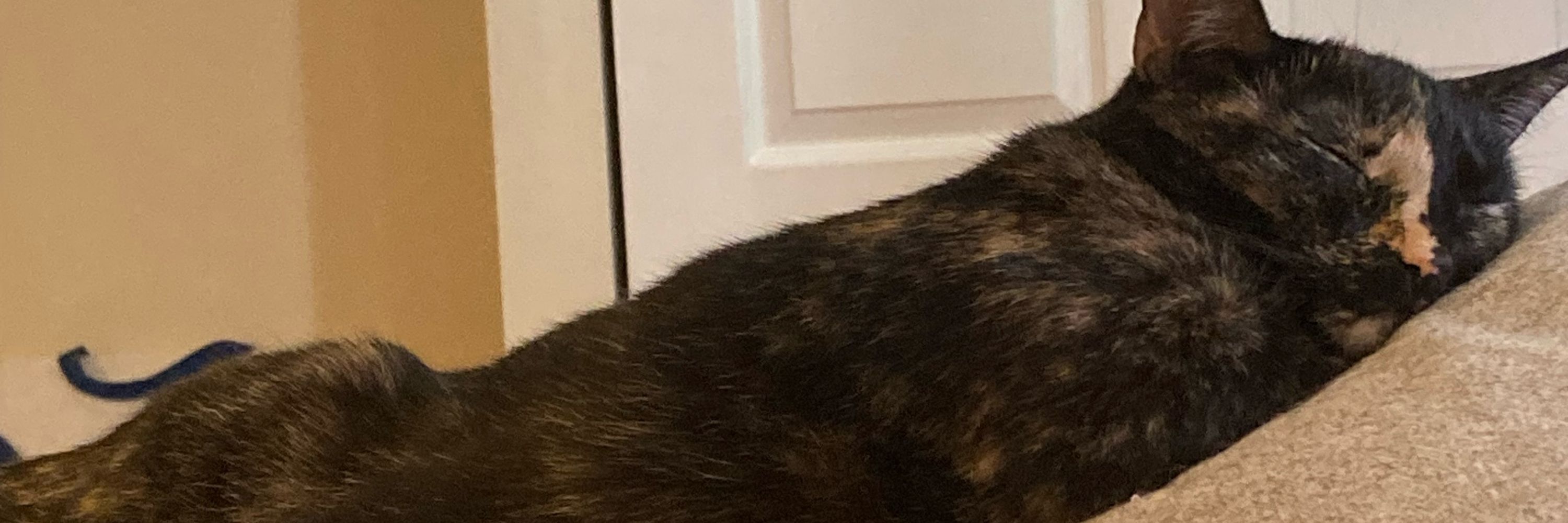 Calypso