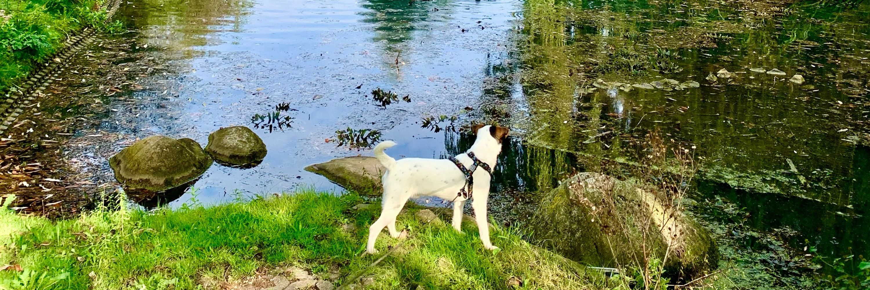 Ianto🐾