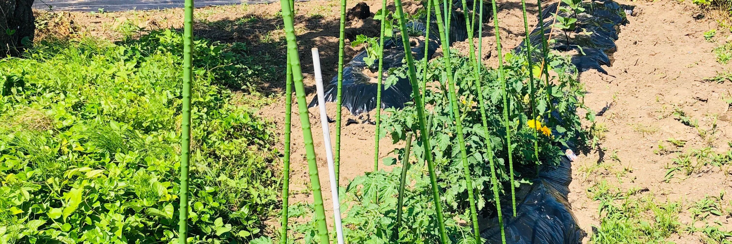 きじぴー