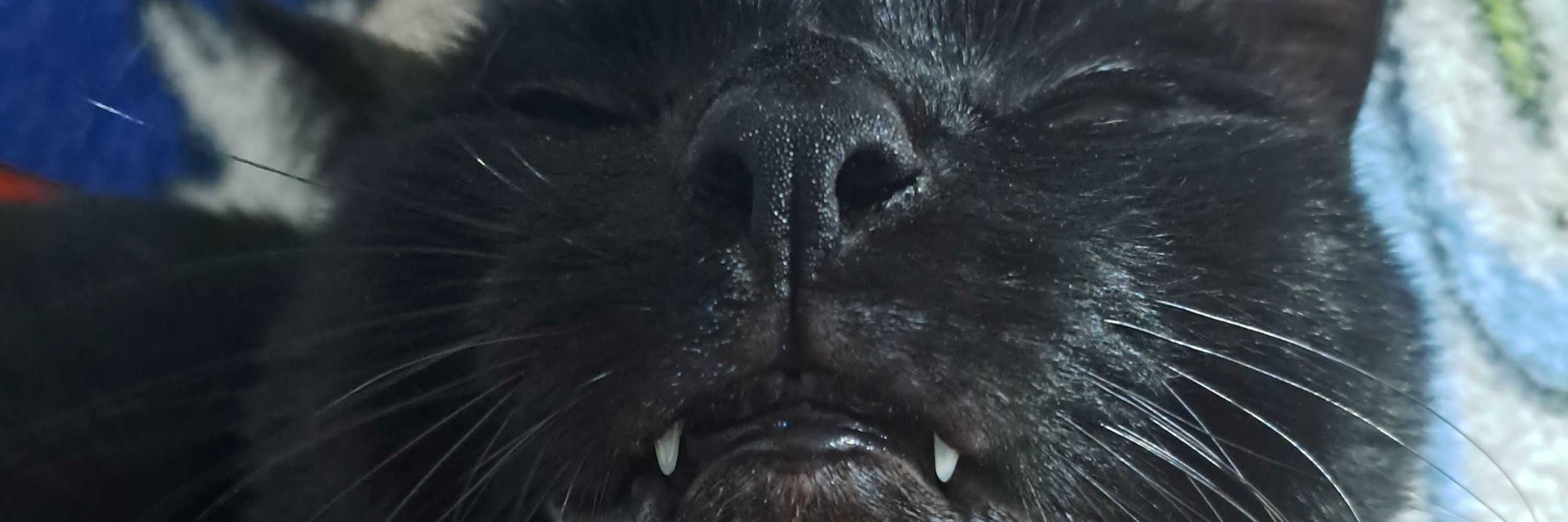 sirius