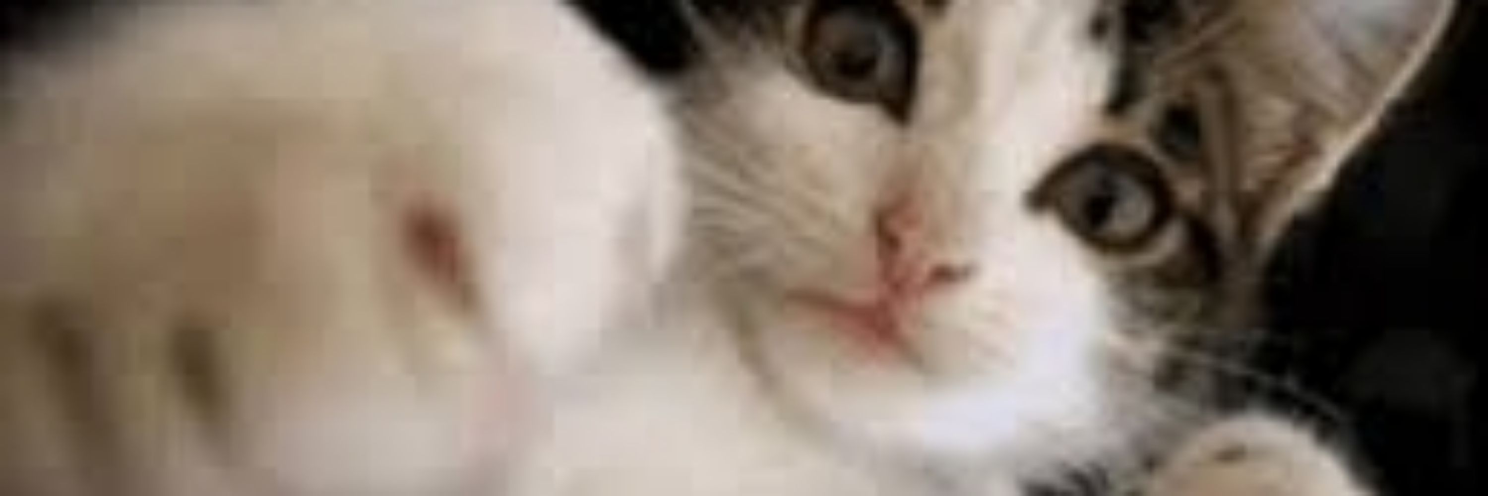 우뿝뿌