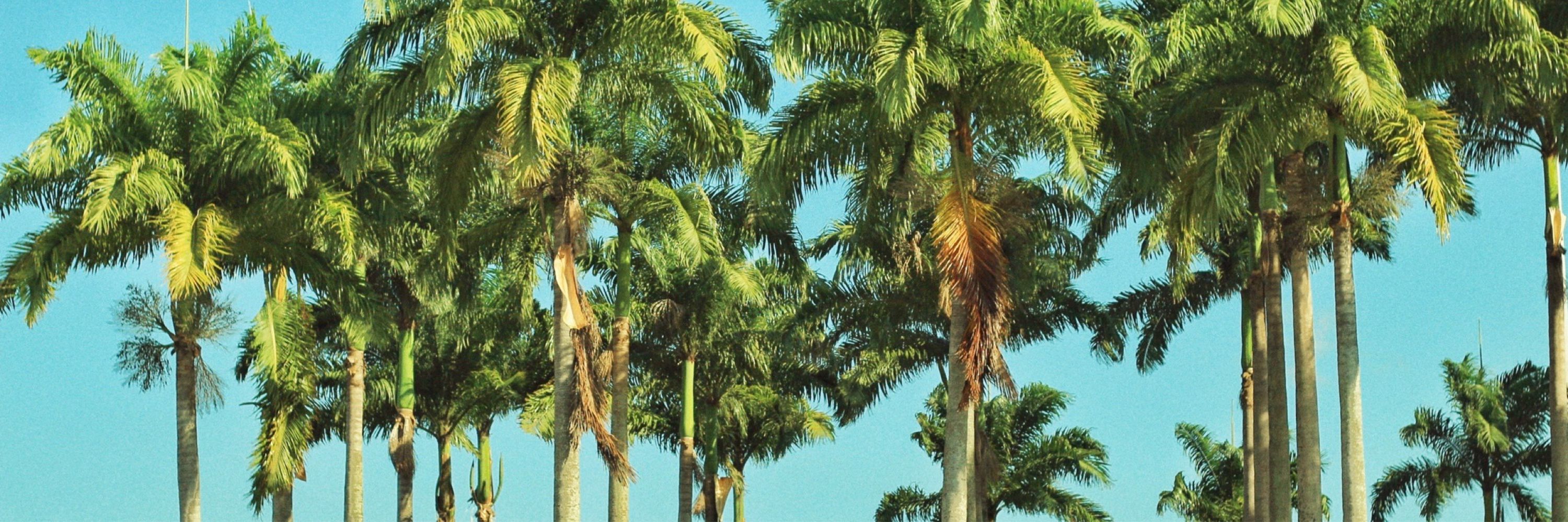 Caco