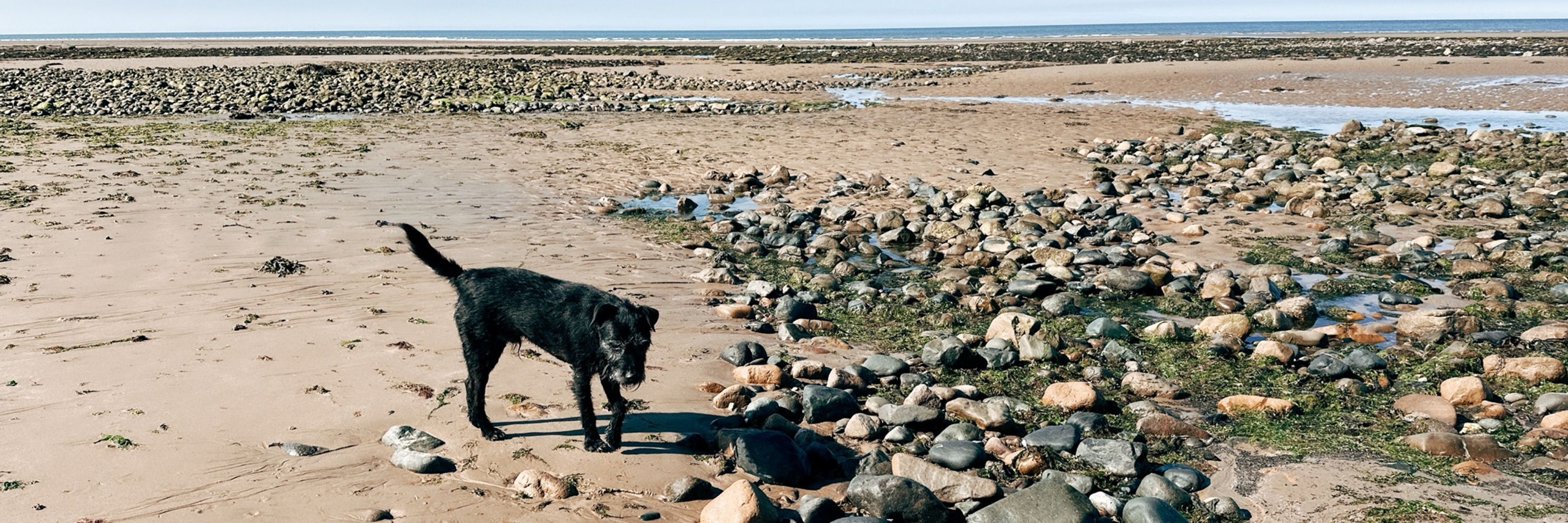 an old grey dog