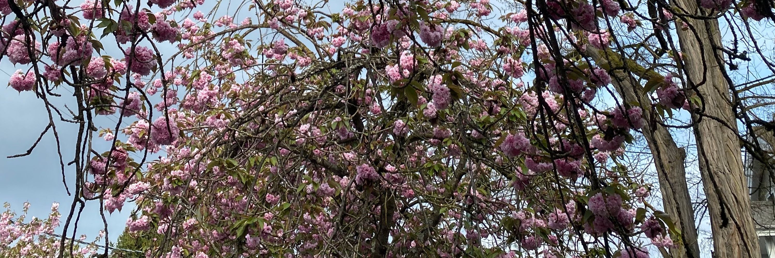 not even grumpy 🦺🏵️🐑🌸💖