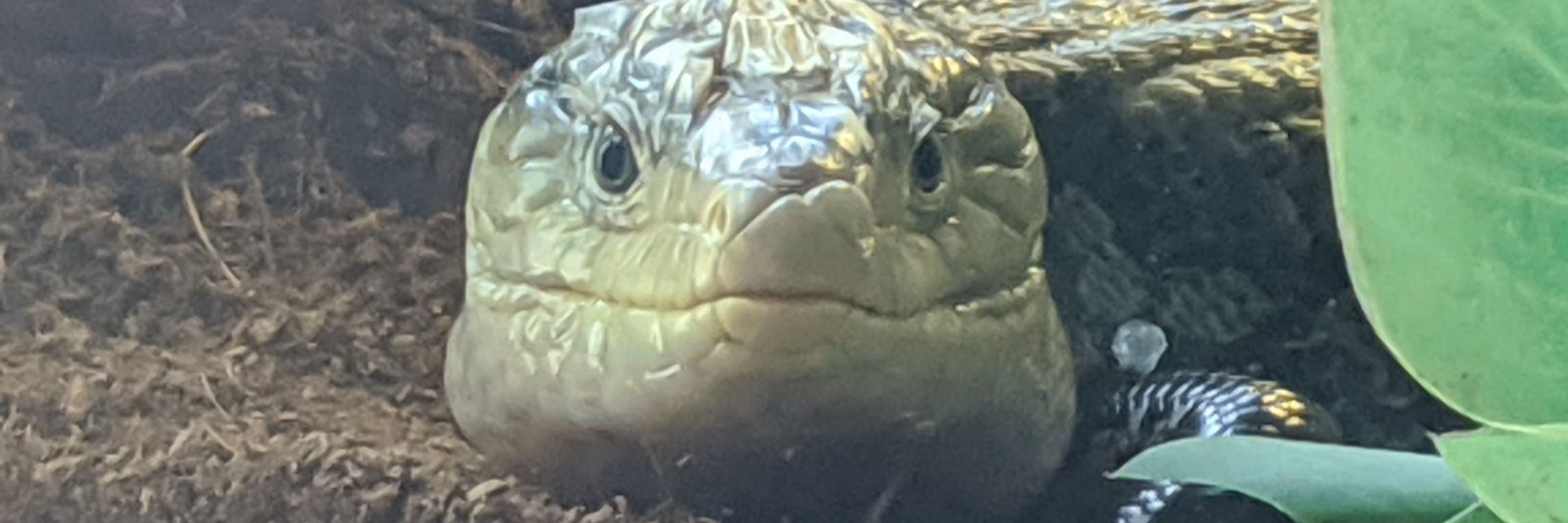 smushedtomato
