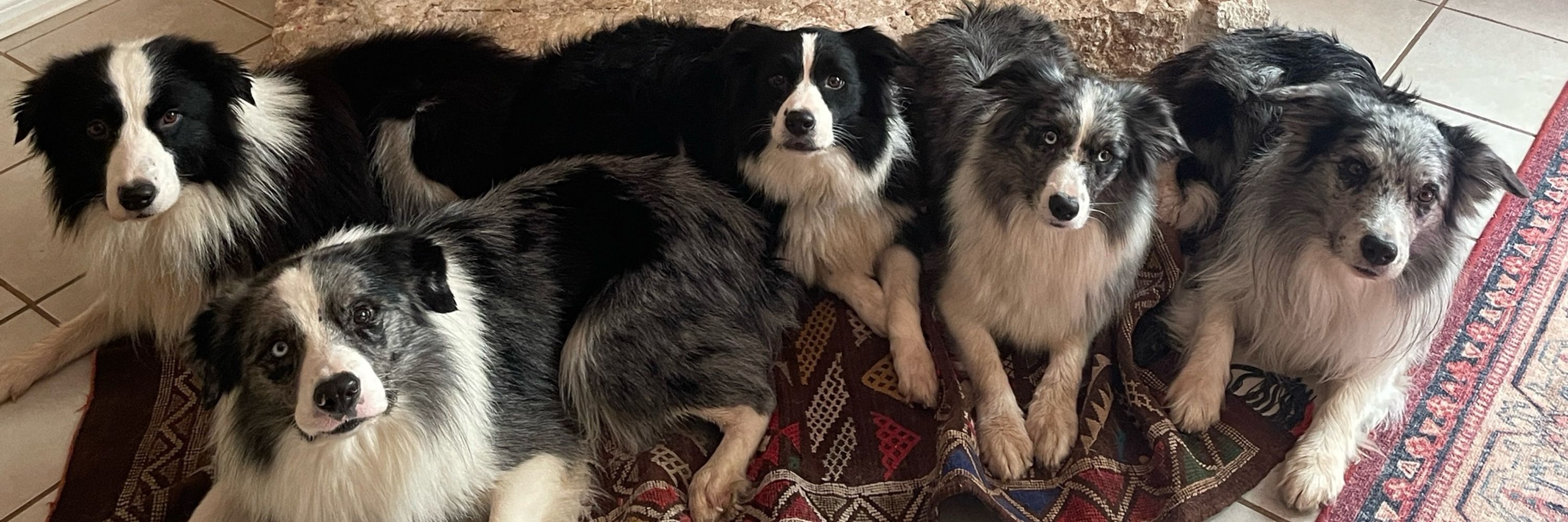 Harhoura Border Collies
