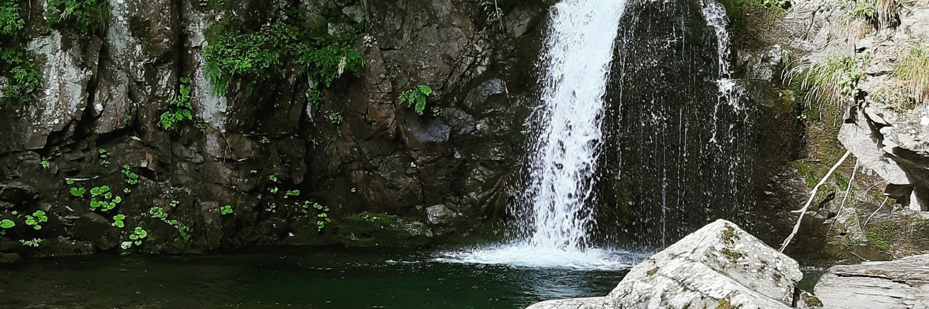 Lupo d'acqua dolce
