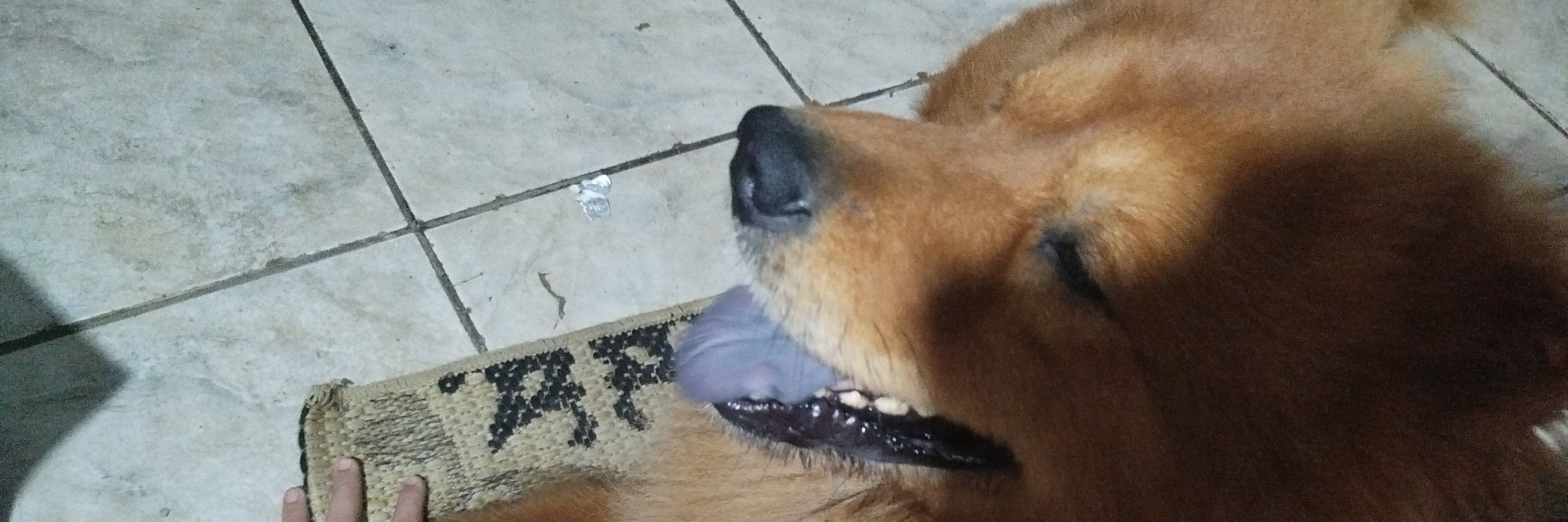 LL