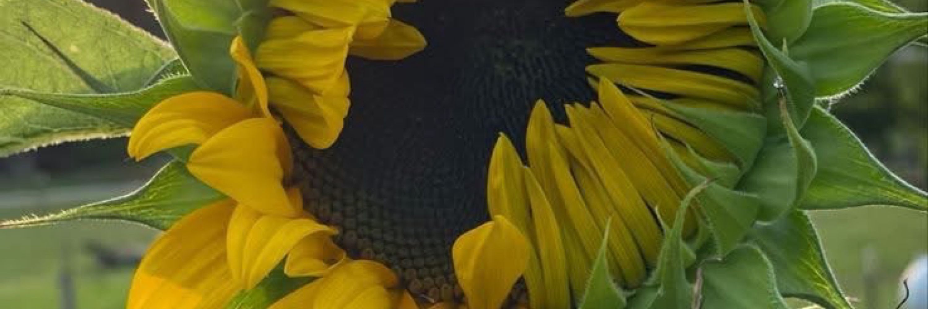 Bad Sunflower🌻