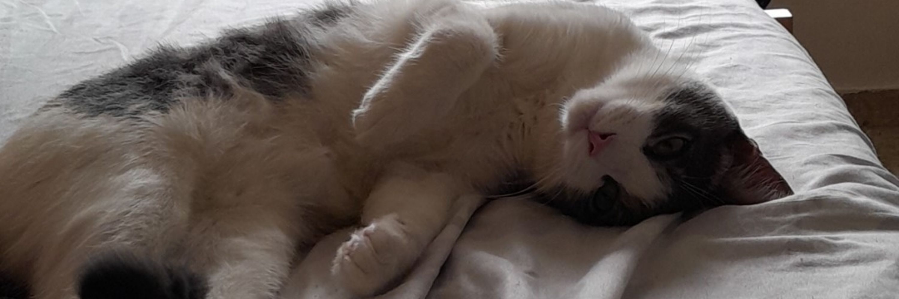 Don Gato