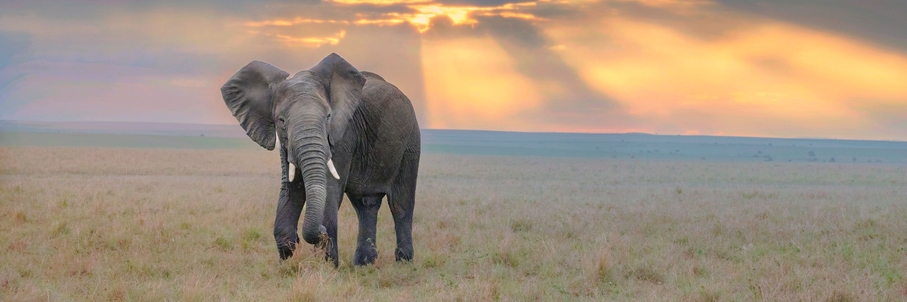 Mara Elephant Project 