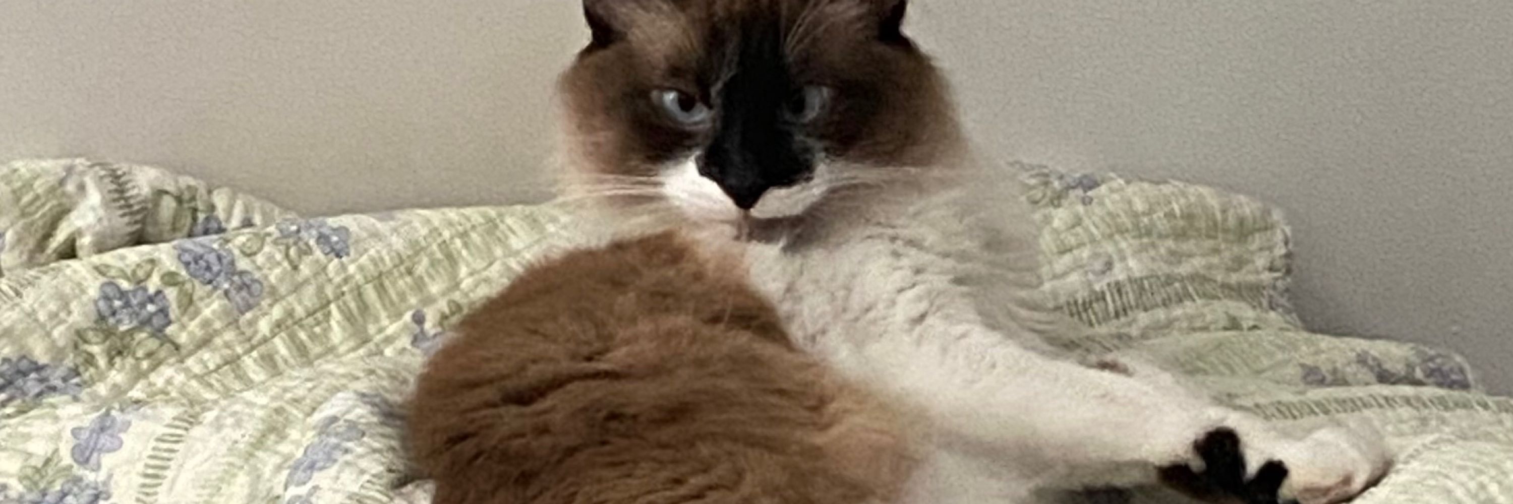 lenita