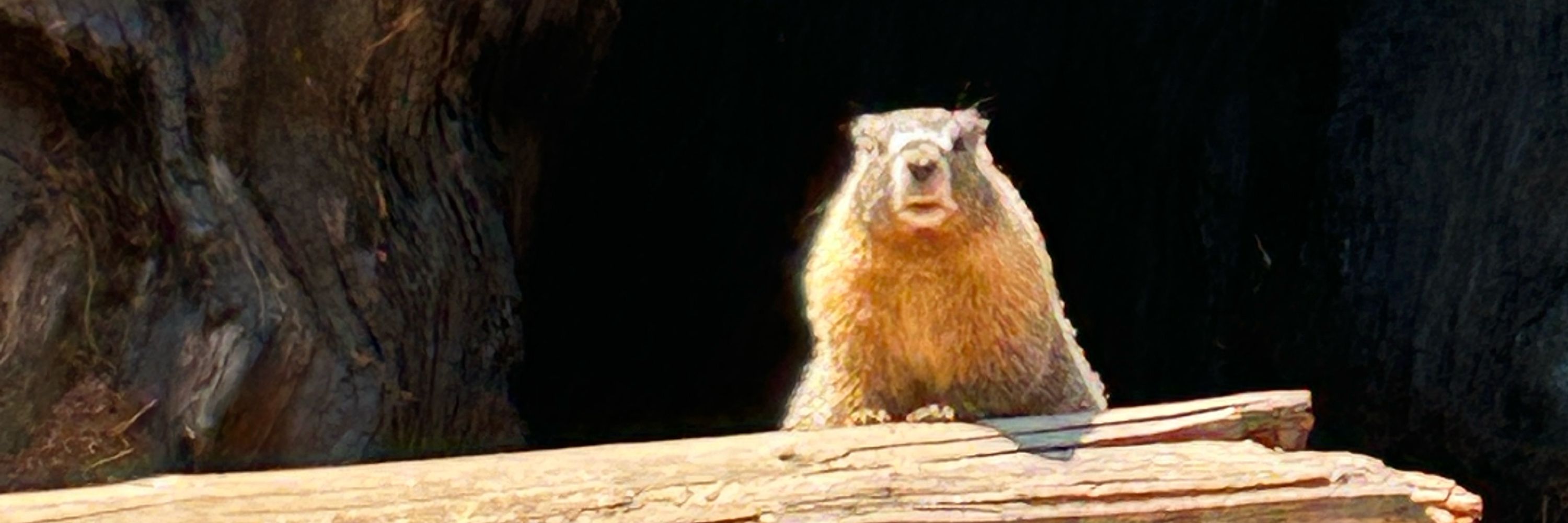 Bguardi