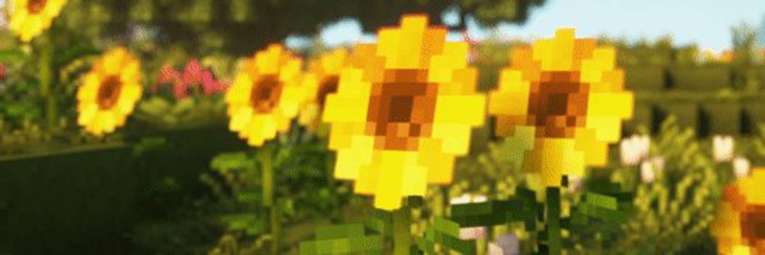 💛🌻SunshineBlazes🌻💛
