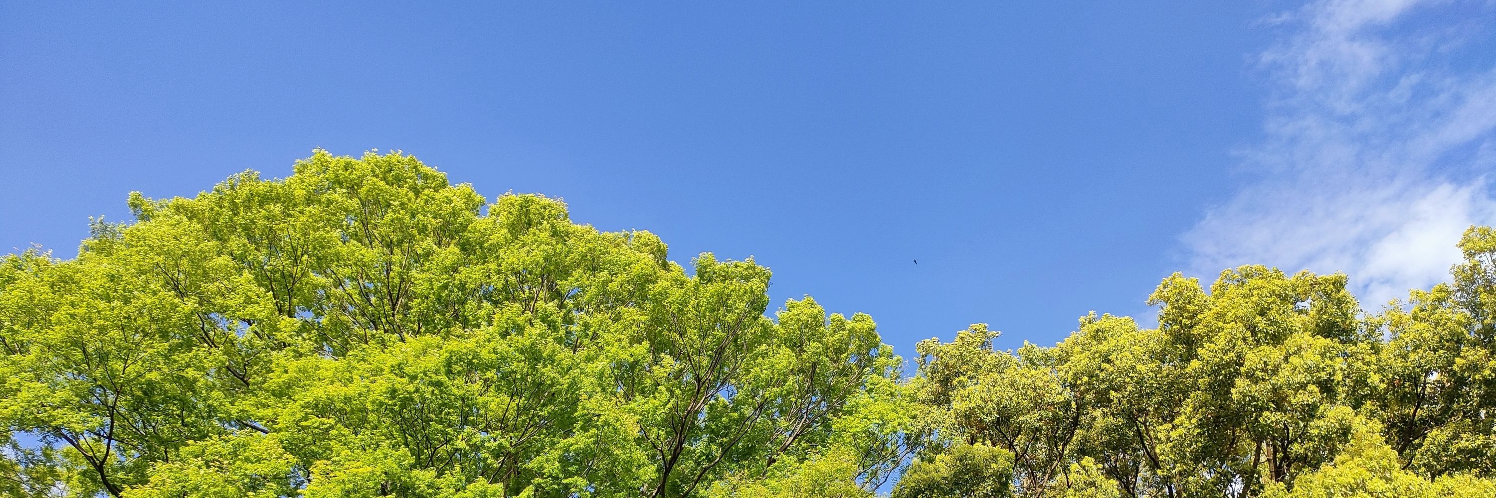 吾輩はたぶんポメ