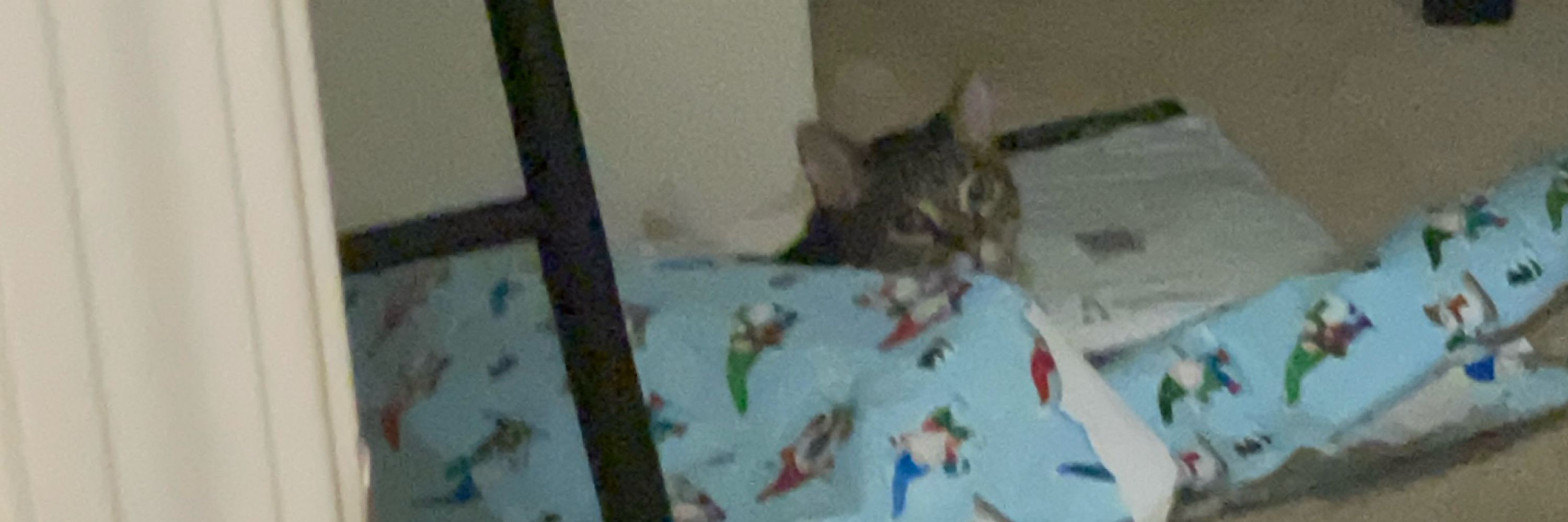 Toby