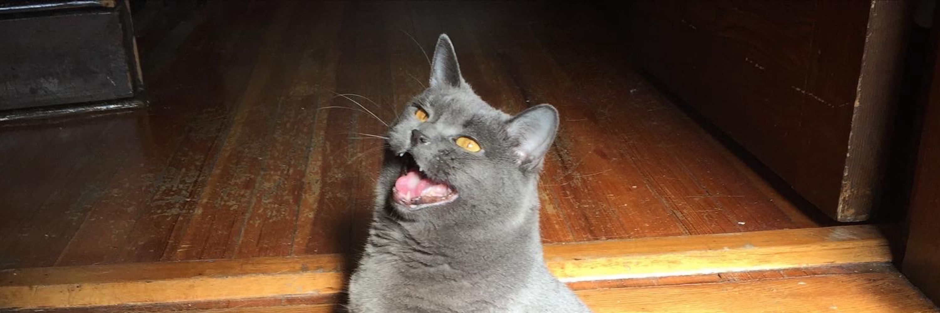 Mister Grimm
