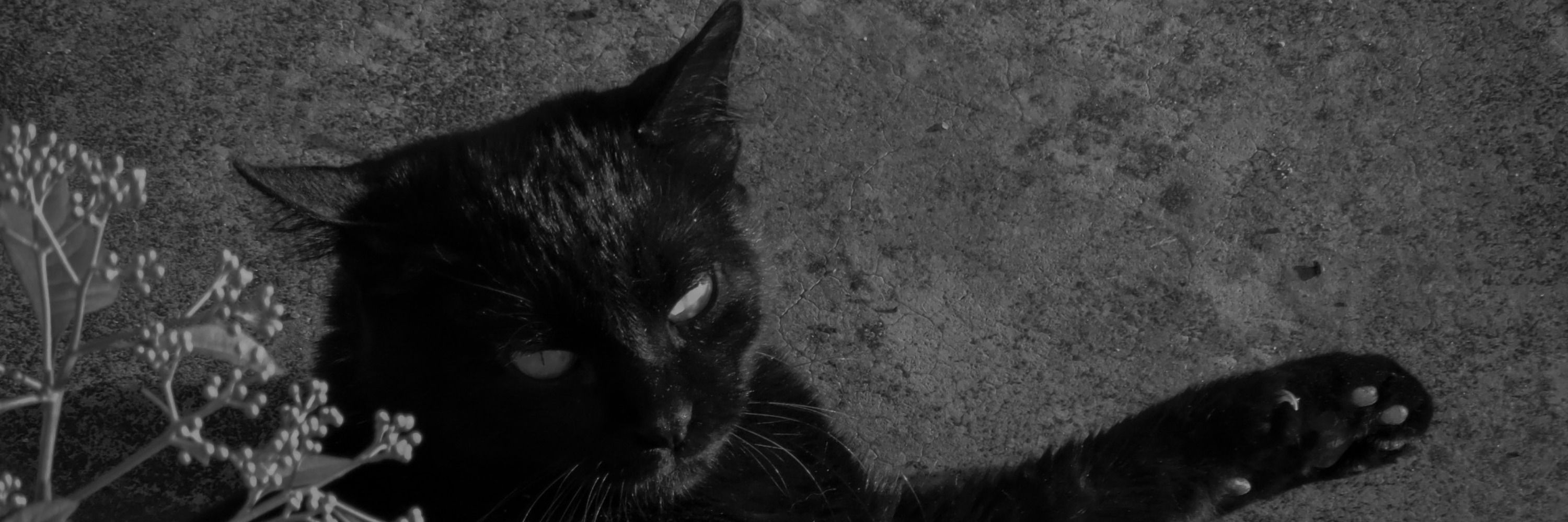 Jess ☽