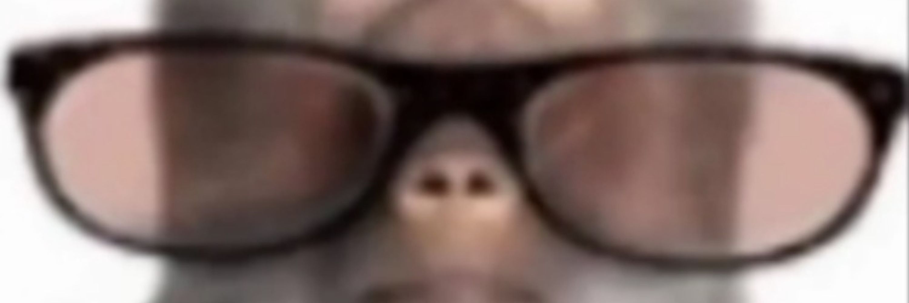 macaco