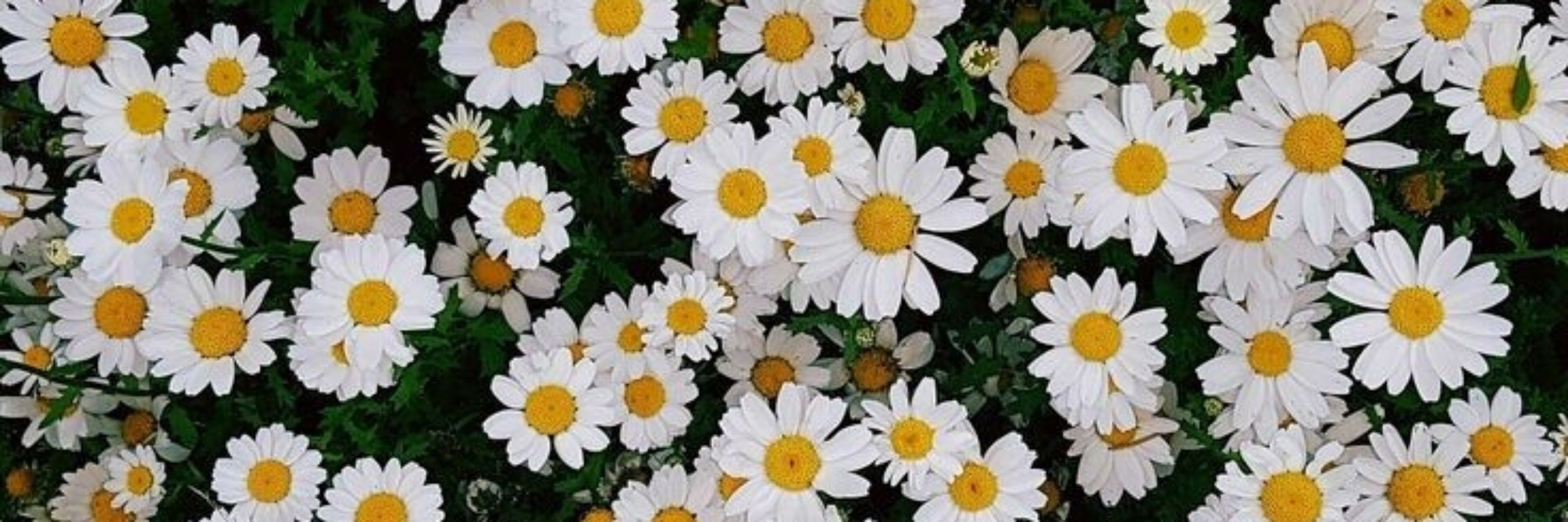 Alice in wonderland 🌼