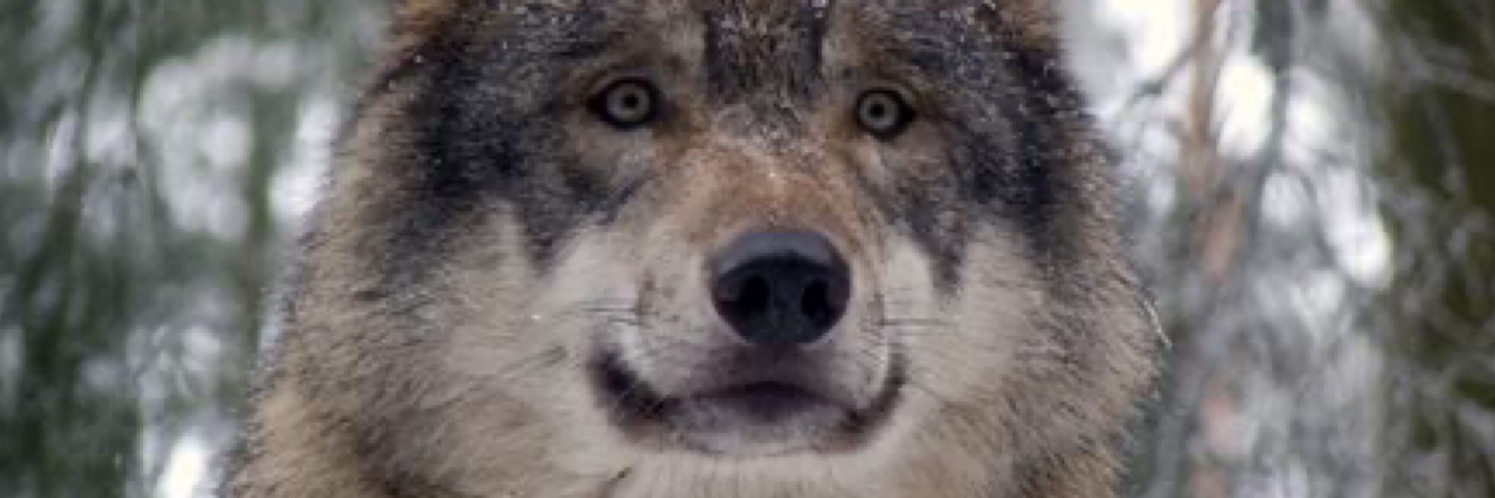 Cole/Cookie The Wolf/Pup