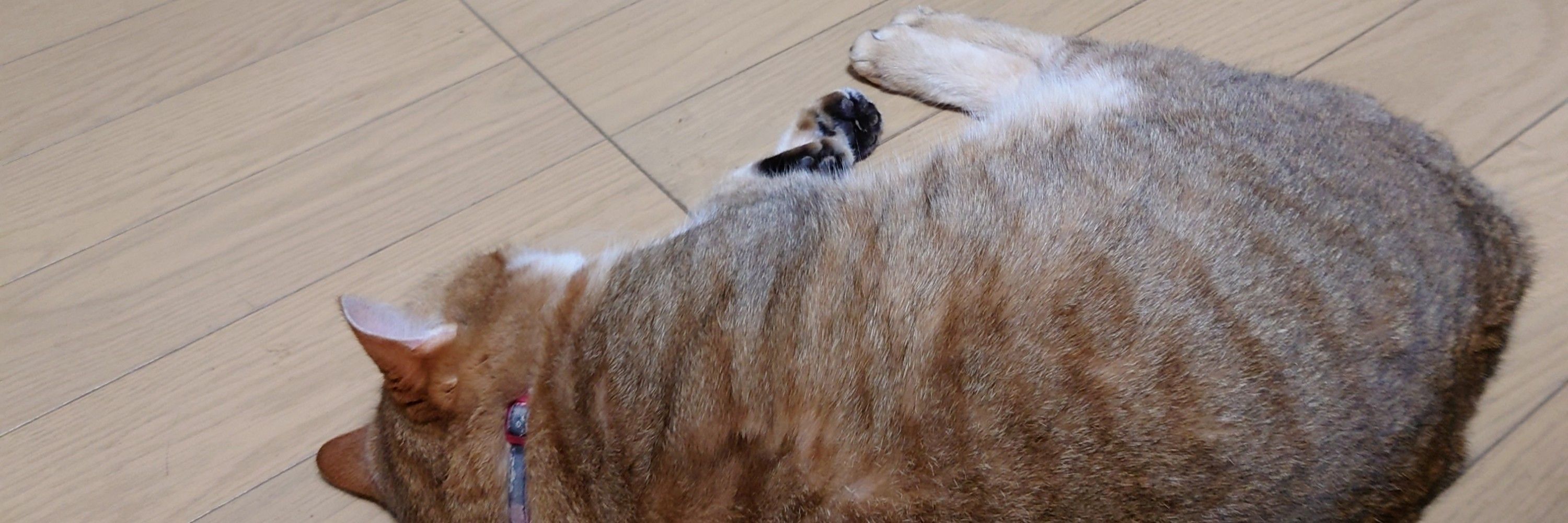 りゅうのすけ