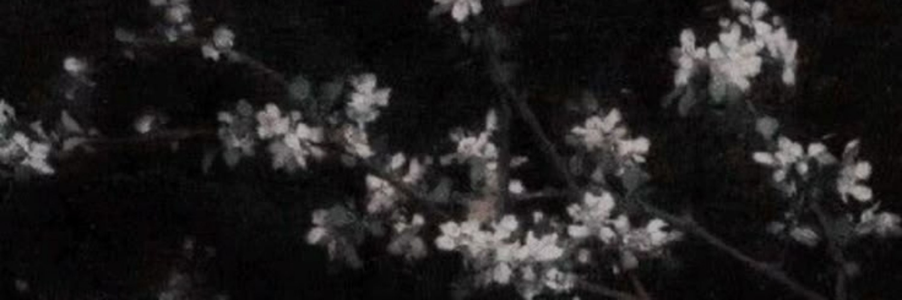 •sᴇᴋɪʀᴏ