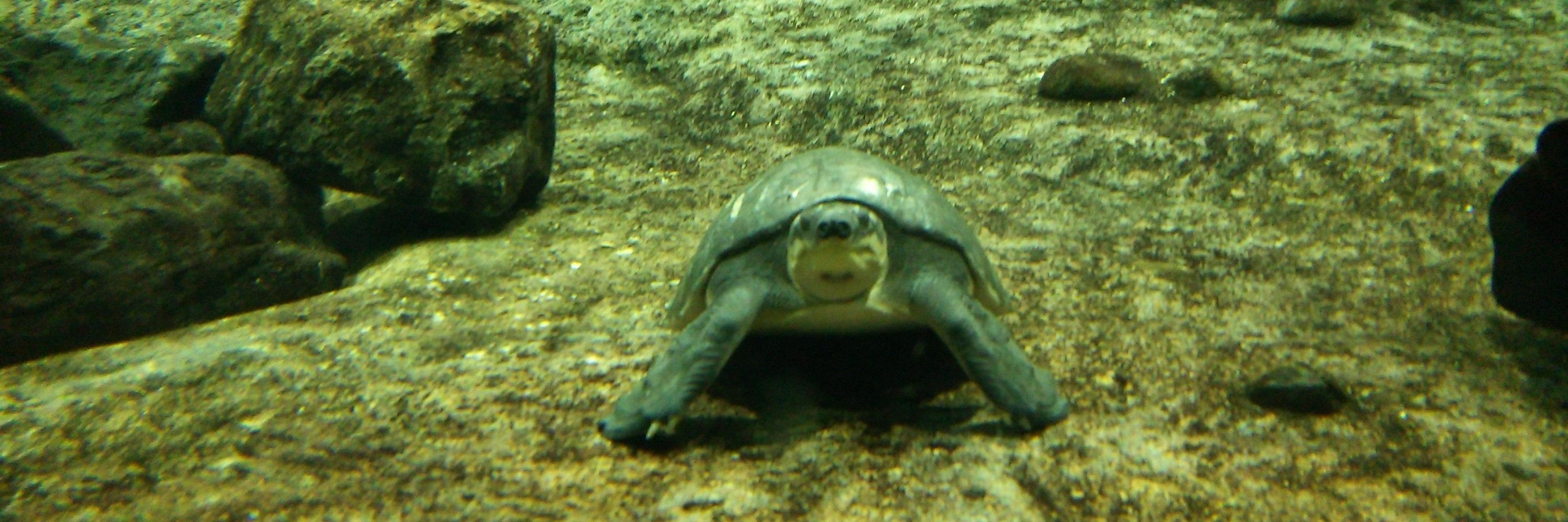 タトバリンクス