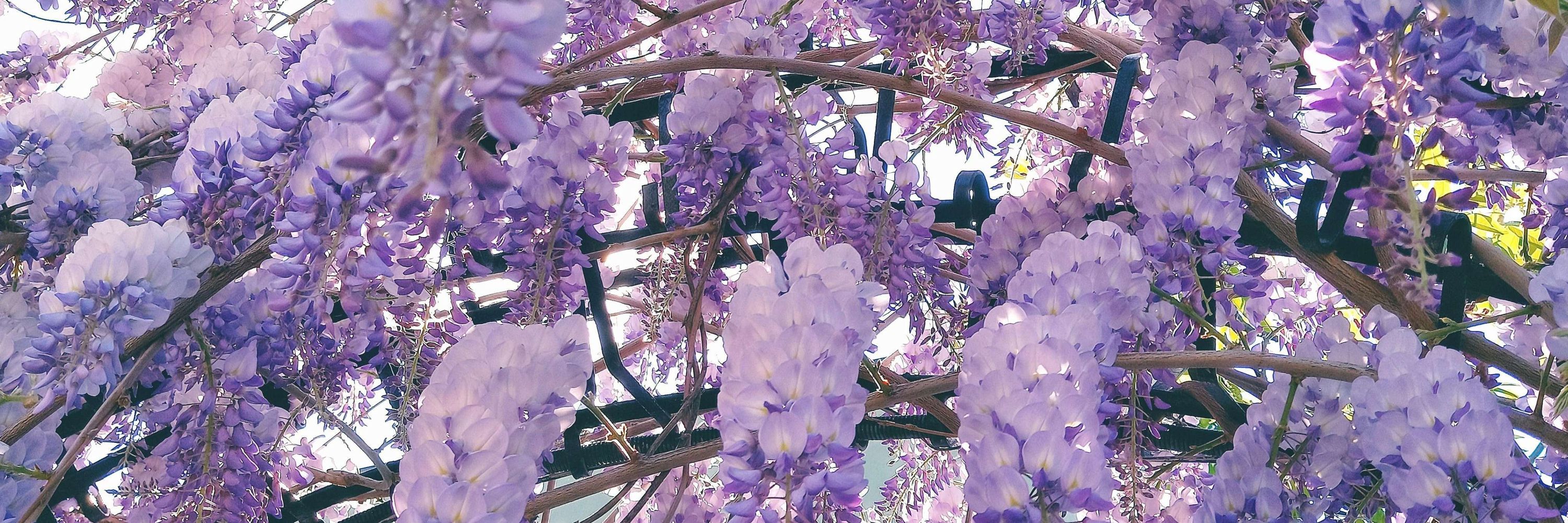 Mist Wisteria